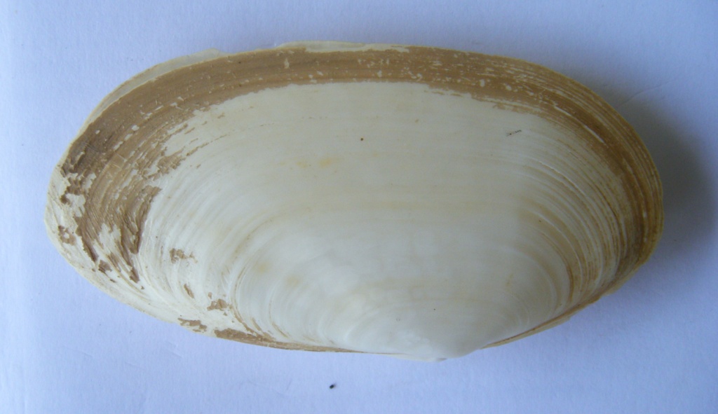 Bivalve 4 = Tapes (Ruditapes) decussatus (Linn�, 1758)